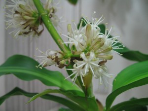 幸福の木の花